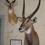 Taxidermiste